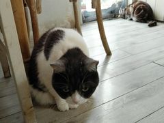-海边的猫和咖啡馆