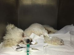 -康成宠物医院24H·CT·核磁共振