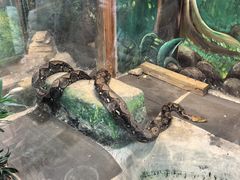 -上海大自然野生昆虫馆
