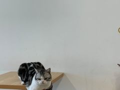 -有喵·猫咖·狗咖·30几只猫10只小狗(岗厦店)