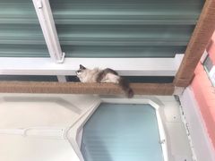 -喵屿·大理花园猫咖