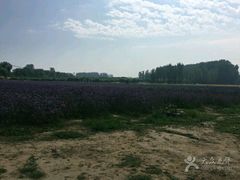 -北京东方普罗旺斯薰衣草庄园
