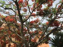 -芽庄中心购物广场