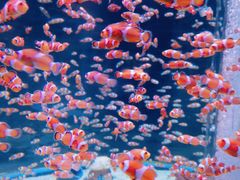 -海合安成都极地海洋公园