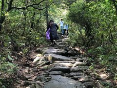 -天目山大树王景区
