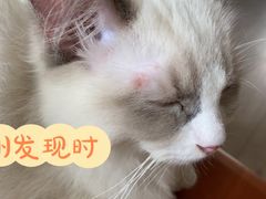 -爱侣·安琦尔宠物医院·中兽医针灸·心内科·狂犬免疫点(宝山区院)