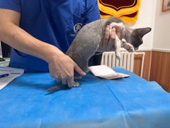 -宠福鑫动物医院(望京分院)