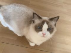 -唐小姐の私宠·宠物洗护美容·撸猫馆·购宠(周浦万达旗舰店)