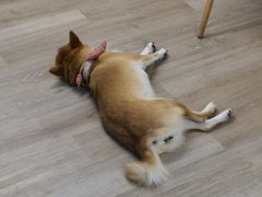 -柴迷FANS CLUB·柴犬狗咖·猫咖