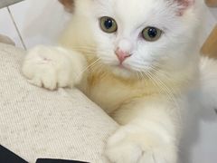 -楼上猫咖(罗湖店)