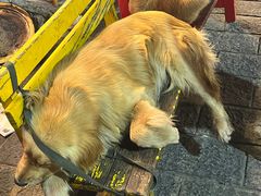 -八木轩·寻味大理白族民俗餐厅(文献路店)