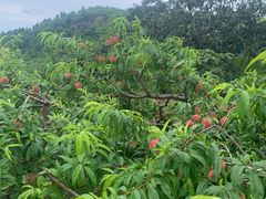 -桃源山庄·水蜜桃采摘·柴火鸡·烧烤团建(龙泉山店)