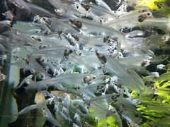 -迪拜水族馆及水下动物园