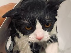 -钦宠·猫咪售卖·洗护·寄养(东圃旗舰店)