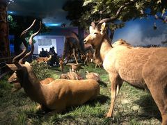 -国家自然博物馆