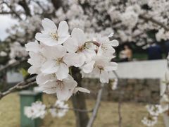 -苏州上方山国家森林公园