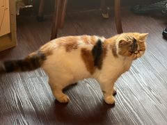 -猫岛主趣味餐厅(鼓浪屿店)