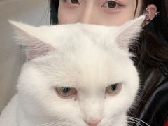 -喜柴咖啡·柴犬狗咖