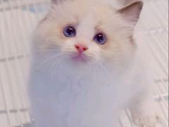 -翊宠yipet猫狗购宠庄园