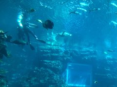 -海棠湾洲际-涛·海底餐厅·美人鱼·自助餐·海底隧道