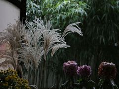 -杭州植物园