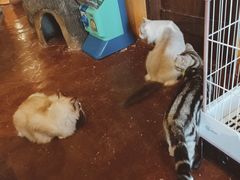 -猫猫幼稚园·撸猫·桌游·电玩