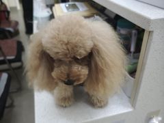 -凯瑞希宠物医院·狂犬免疫·微创·皮肤科