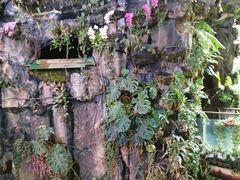 -正佳雨林生态植物园