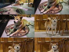 -柴务处·柴犬主题狗咖