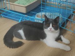 -PETKIT小佩宠物·低压洗护(国顺东路店)