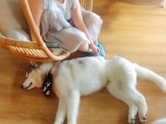 -Husky Go! 哈士奇体验馆·宠物咖啡厅狗咖