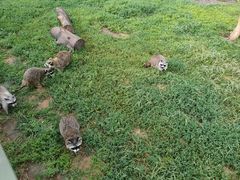 -秦皇岛野生动物园