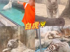 -灵玲国际马戏城