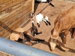 -长白岛森林公园