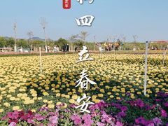 -芒洲湿地公园