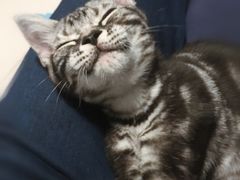 -猫大福·Fortune Cat猫舍(百子湾店)