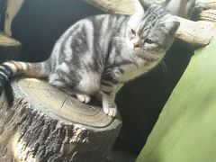 -猫猫幼稚园·撸猫·桌游·电玩