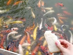 -珠海圆明新园