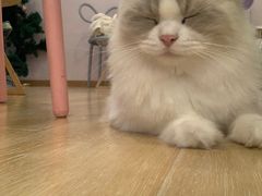 -猫咪派对(江南西店)