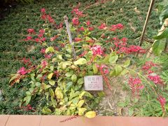 -广州神农草堂中医药博物馆