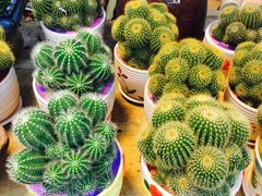 -双季花艺园艺市场(浦东店)