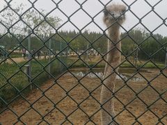 -日照海滨国家森林公园