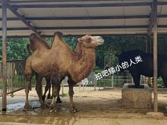 -东莞香市动物园