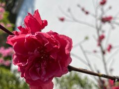 -南汇桃花村
