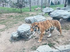 -北京野生动物园