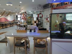 大堂-喵园·猫主题咖啡厅·撸猫·猫咖(国贸店)