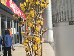 -华为授权体验店(凯德广场店)
