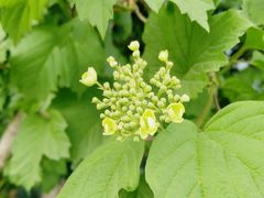 -中央广播电视总台(光华路办公区)