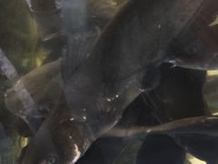 -湄公河秘制烤鱼(西双十贰城商业中心店)