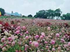 -松山湖梦幻百花洲